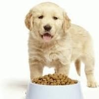 ¿Qué y cómo alimentar a los cachorros son destetados de la madre?