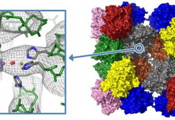 Białka: struktura i funkcja. Właściwości białek