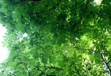 Le foglie del castagno: descrizione, applicazioni, foto. Foglie di castagno in autunno
