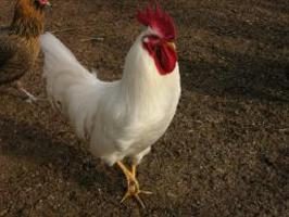 Livorno (pollo razza) recensioni. la produzione di uova di galline di alta