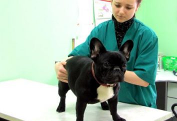 Clinica veterinaria a Vladimir: la storia della base, medici, servizi