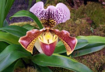 Pafiopedilum: opieka w domu, fot. Lady Slipper Orchid