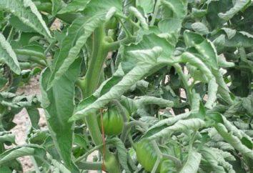 Curl liści pomidora: główne przyczyny