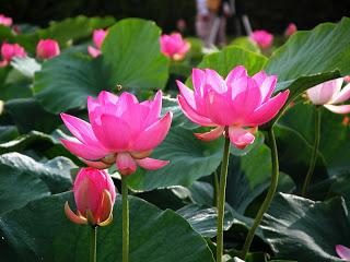 Kwiaty lotosu – symbole czystości i życia Bożego