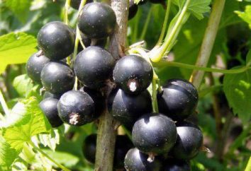 Ribes Titania: descrizione e cura