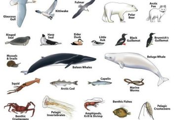 zona desértica ártico animales: foto y la descripción