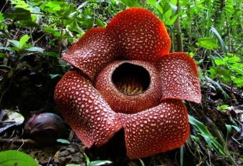 Rafflesia Arnoldi e Amorphofallus Titanium – i più grandi fiori del mondo