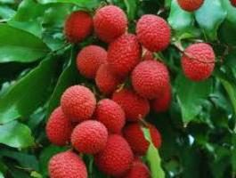 proprietà utili di litchi – frutta esotica dai tropici