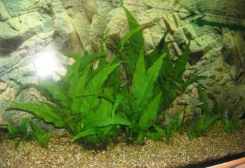 Helecho tailandesa – la planta perfecta para el acuario