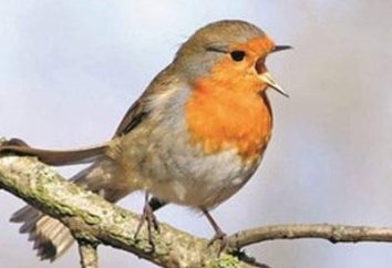 Robin – ptak wiosna