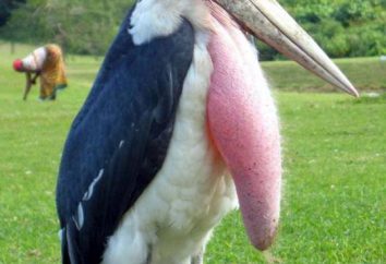 Marabou – um muito interessante e diferente de qualquer outro pássaro