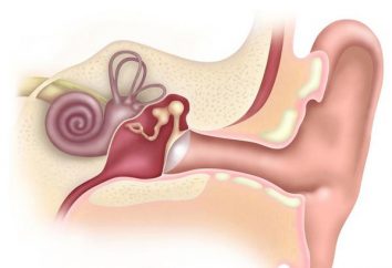 orecchio esterno: struttura, funzione. L'infiammazione dell'orecchio esterno di umana