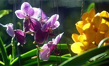 Orchid – irrigazione, cure, fiore