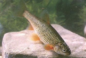 Siberian Plötze oder Rotfeder Fisch