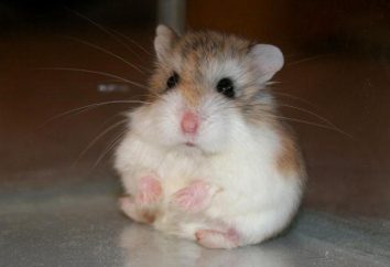Roborovskiy hamster: les soins, le contenu, le caractère, le coût