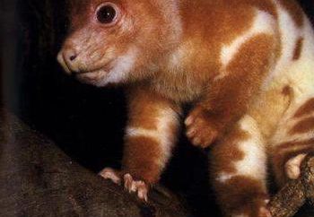 cuscus Animal: descrizione, stile di vita, l'alimentazione, la riproduzione