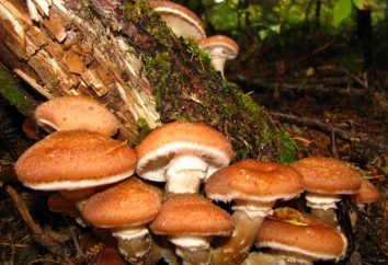 Come pulire i funghi? Ci parli del trattamento e la salatura di questi funghi benefici