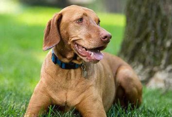 "Dirofen-pegar" para los perros: instrucciones de uso y la retroalimentación