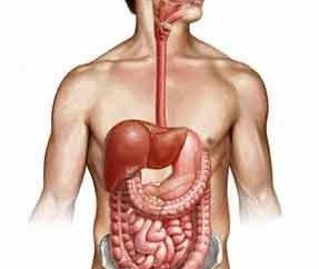 Estómago: estructura. Participación en la digestión