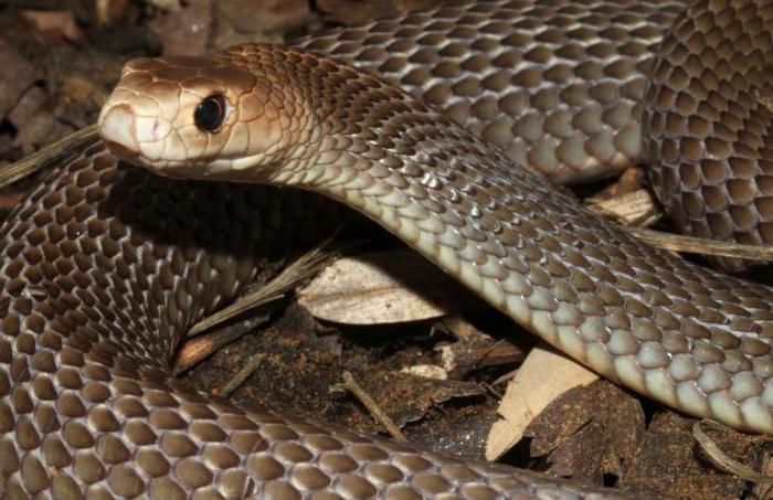 Schlangen In Australien
