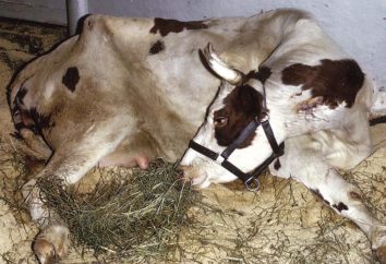 Postpartum Paresi in mucche: trattamento. complicanze ostetriche in mucche