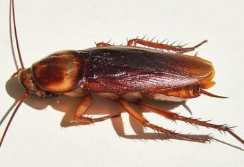 Las cucarachas, insectos: reproducción, causas y formas de combatirlas
