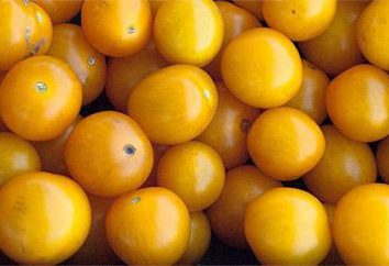 Les tomates jaunes: description, rendement, qualité. Les tomates jaunes: propriétés utiles