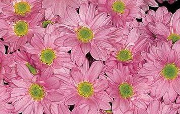 Chrysanthemum giardino perenne – varietà e la descrizione