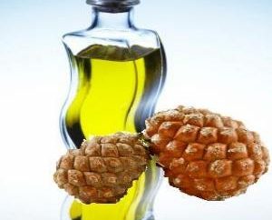 Riesgos y beneficios de aceite de cedro: consideradas en detalle