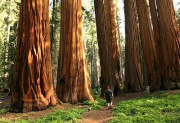 Giant Sequoia: zdjęcia. Gdzie rośnie gigantyczny Sequoia?