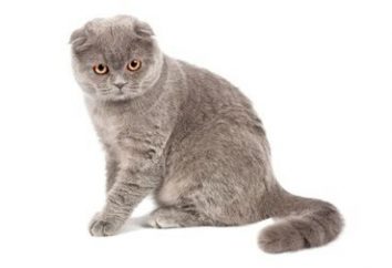 chats mignons – comment choisir un animal de compagnie?