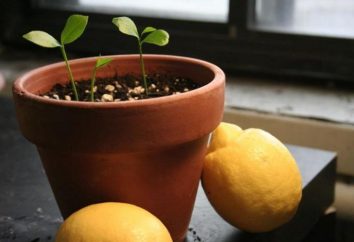 Como crescer uma árvore de limão em casa
