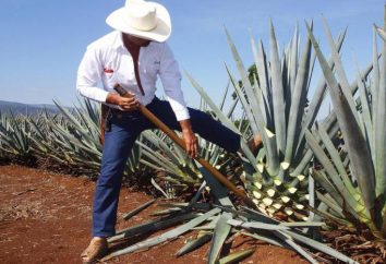 Jak odróżnić fałszywy Tequila „Olmeca”? Kryteria fałszowaniem
