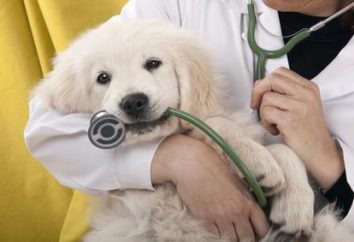 Sterylizacja psów: plusy i minusy, należy skonsultować się z lekarzem weterynarii