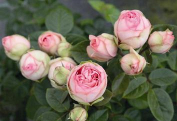La riproduzione di rose (metodo burritos): istruzioni, segreti. Come piantare un talee di rosa in autunno?
