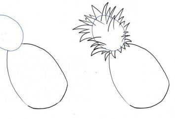 I dettagli su come disegnare un ananas