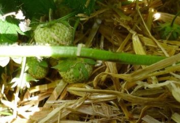 Jardinage et horticulture: les fraises d'alimentation