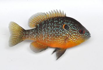 pesce persico solare americano in Ucraina. Posso avere il pesce persico sole e come prenderlo?