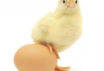 Inkubator automatisch: Tipps für die Auswahl. Automatische Inkubatoren für Eier: Bewertungen, Preise