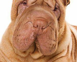 Sharpay (cachorro): fotografía, cuidado, pei cachorros de alimentos