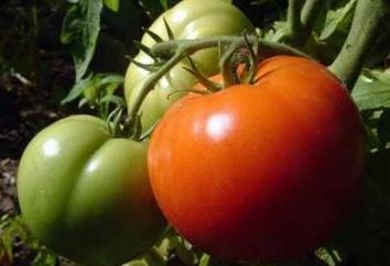 Tomates em terreno aberto – uma colheita abundante