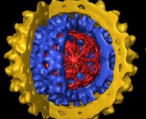 Hepatitis-B-Virus – was ist das? Wie Hepatitis B zu behandeln?