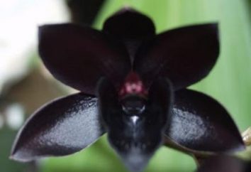 Mysterious Farben – schwarz Orchideen