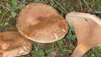Svinařov – champignons, des propriétés utiles qui sont précieux