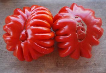 Pomidor „Lorraine Beauty” wygląda jak chryzantemy