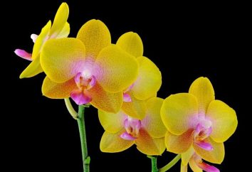 Posso rinvasare una fioritura di orchidee o meglio aspettare?