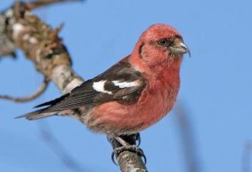 Algunas informaciones sobre Klestil, o que la eclosión de aves en invierno
