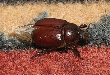 ¿Cómo deshacerse de las larvas del escarabajo de mayo? jardineros consejos prácticos