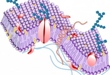Las funciones de la membrana plasmática de la célula