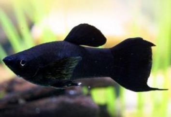 Black Fish: photo et description des habitants d'aquarium les plus populaires